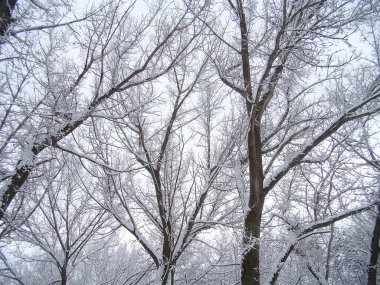 Karla kaplı ağaçlar, bulutlu bir gökyüzü ve huzurlu bir atmosferi olan sakin bir kış manzarası.
