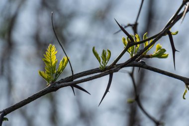 Yeni büyüme yaprakları olan dikenli bir dalın yakın plan görüntüsü, muhtemelen gün ışığında açık havada sığ alan renklerinin derinliği