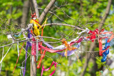 Renkli kurdelelerle süslenmiş bir ağaç, muhtemelen bir park ortamında, şenlik ya da anma töreni anlamına gelir.
