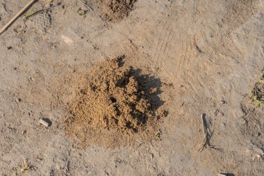 Görüntü, sabah veya öğleden sonra erken saatlerde organik madde tohumu içeren rahatsız toprak ya da çamurun yakın çekimini gösteriyor. Şehir simgeleri, mesajlar ya da ayırt edici işaretler yok.