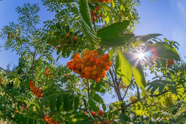 Görüntü olgun portakal meyveleriyle dolu bir ağaç dalının yakın çekimini gösteriyor, gündüz vakti açık havada çekiliyor böğürtlenlere odaklanmak bokeh etkisi yaratıyor, renklerini ve dokularını vurguluyor mesaj veya sütyen yok.