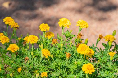 Close-up view of vibrant yellow daisy-like flowers with green leaves, showcasing their round heads made up of numerous small blossoms Taken outdoors during daylight, with a focus on details and text clipart