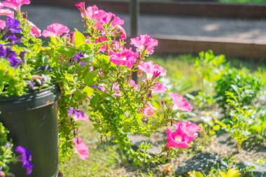 Yeşil ve pembe tonlarda çiçeklerin yer aldığı canlı bir açık hava bahçesi görüntüsü geniş yapraklı ve pembe çiçekli iki bitkiye odaklanıyor.