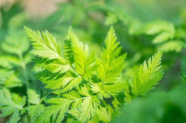 Parlak yeşil bitki yapraklarının yakın plan fotoğrafı kıvrımlı kenarları ve görünen tırtılları gösteren merkezi bir yaprak ile doğal bir çevreye işaret ediyor.