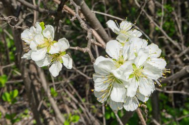 Close-up of open white flowers with yellow centers, likely from an almond or cherry tree Springtime bloom on green branches Natural setting with additional foliage and background blur Realistic ph clipart