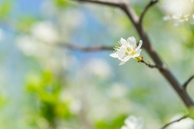 Güneşli bir günde açık havada çekilen bokeh arkaplanlı beyaz elma çiçeğinin yakın çekimi.