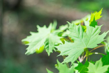 Canlı akçaağaç yapraklarının, bulanık bir orman zeminine yakın plan, belirgin damar şekillerini ve erken bahar renk değişimlerini gösterir.