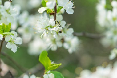 Elma ağacı çiçeklerinin yakın plan görüntüsü, pembeleşmiş beyaz arkaplanın bulanık arkaplanına karşı açılan çeşitli aşamalarda
