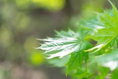 Close-up image of potential maple leaves, rich in earthy colors green, brown with water droplets, suggesting a natural outdoor setting and soft lighting clipart