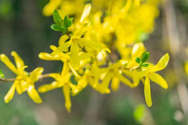 A close-up image of bright, slightly curved yellow flowers with a blurred background, emphasizing texture and color a clipart