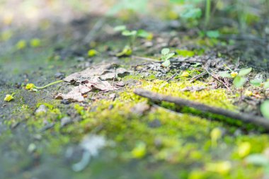 Küçük gametophyte kümeleri ve sarımsı lekeleri ile kaya kabuğu üzerindeki yeşil yosunların yakın plan görüntüsü orman ortamını işaret ediyor.