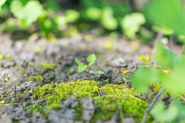 Küçük yeşil bitkiler ve muhtemel sivrisinekler de dahil olmak üzere çeşitli bitki örtüsü içeren nemli ve gölgeli toprak parçasının yakın çekim görüntüleri organik madde birikimi olduğunu gösteriyor.