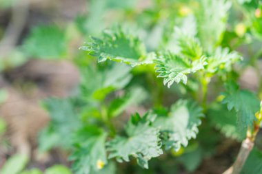 Tırtıklı yaprakları olan, muhtemelen bir bahçede ya da ekili alanda, dokuları ve büyüme şekillerini vurgulayan, yakın plan sağlıklı bitkilerin görüntüsü