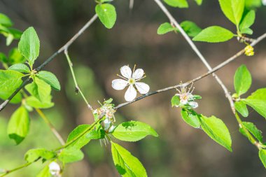 Yeşil saplı kiraz çiçeklerinin yakın plan görüntüsü, pembe taç yaprakları ve yaprak tomurcukları sergilenen bulanık arka plan ilkbahar zamanı açık hava ortamını işaret ediyor Yumuşak renk paletini vurguluyor