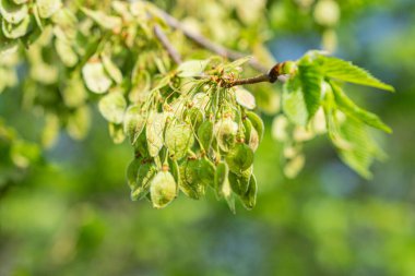 Tomurcukları olan yeşil yapraklı bir dalın yakın plan resmi, açık hava manzarası, güneşli bir gün, alan derinliği, canlı yeşil renk paleti