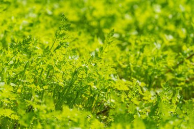 Close-up of healthy, bright green dill plants with serrated leaves in focus against a blurred background a clipart