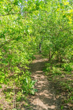 Ormanda ya da ağaçlık alanda yemyeşil yaprakların arasından toprak bir yol geçen sakin, doğal bir manzara. Güneş ışığı gölgelikten süzülüyor.