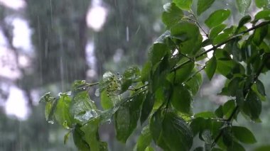 Yağmurlu üç sahnenin birleşik bir görüntüsü. Islak yeşil yaprakların ve su damlacıklarının yakın çekim görüntülerini sergiliyor.