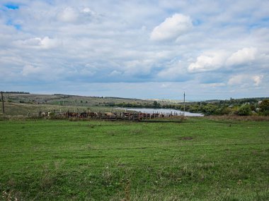 Harap olmuş bir ahır, otlayan inekler ve kayan tepelere karşı dalgalı bir su yolu, Kostiantynivka, Ukrayna, 06-15-2013