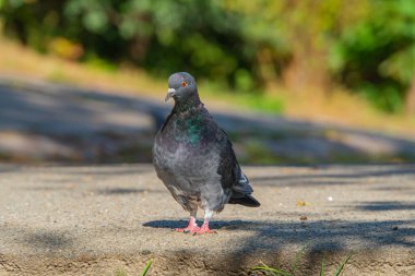Kameraya bakan gri ve yeşil işaretli bir güvercinin şehir içi görüntüsü ağaçlar ve bitki örtüsünü işaret ediyor.