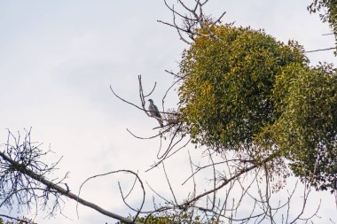 Yapraklı bir ağaçtaki kuşun yer aldığı sakin bir doğa sahnesi, kapalı bir gökyüzü altında, çevre dostu ürünlerin pazarlanması, açık hava aktiviteleri veya çevresel farkındalık kampanyaları için uygundur.
