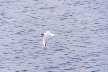 Huzurlu, huzurlu bir doğal manzara. Dalgalı suyun üzerinde alçaktan uçan tek bir beyaz kuş özgürlük ve sükuneti çağrıştırıyor.