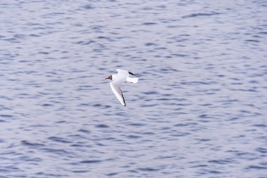 Sakin suların üzerinde uçan martı, özgürlük ve zarafet sergiliyor.