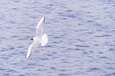 Sakin sularda süzülen tek bir martı, geniş bir gökyüzü arkaplanı ile sakin bir ortamda zahmetsiz bir uçuş sergiliyor, doğada bulunan huzur, macera ve basit sevinçleri çağrıştırıyor.