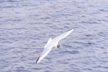 Görüntü, doğanın özgürlüğünü ve güzelliğini ifade eden, okyanusun üzerinde uçan bir martıyı gösteriyor. Keşif, macera ya da seyahat, açık hava deneyimleri ya da env ile ilgili sükunet duyguları uyandırabilir.