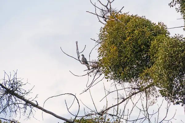 Yapraklı bir ağaçtaki kuşun yer aldığı sakin bir doğa sahnesi, kapalı bir gökyüzü altında, çevre dostu ürünlerin pazarlanması, açık hava aktiviteleri veya çevresel farkındalık kampanyaları için uygundur.