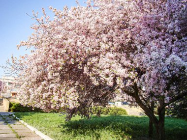 Canlı pembe bir çiçek ağacı yemyeşil bir yeşilliğin ve iyi manikürlü otların arasında asfalt bir yolun görünen bir parçasıyla durmaktadır. Sahne sakin bir bahçede ya da açık hava koşulları altında bir parkta geçer.