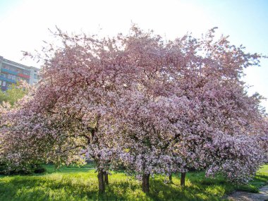 İlkbahar sahnesinde çiçek açan kiraz ağaçları, canlı pembe çiçekler, açık bir gün, çimenli alan, güneş ışığı filtreleme, arka planda yapı, çerçeve içinde insan aktivitesi veya metin yok, gerçekçi stil