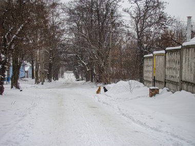 Kış boyunca insan, köpek, ev ve ağaçlarla kaplı karlı bir yerleşim yeri bir tarafta bir insan, muhtemelen Akita veya Shiba Inu olmak üzere iki köpek ve daha küçük bir ırk ise diğer tarafta.