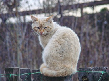 Ahşap bir çit direğinde oturan bir kedi, uyarı ifadesi, bahçe ya da doğal ortam, sıcak renkler, samimi bir fotoğraf.