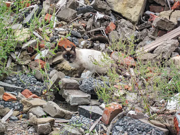 Bir fotoğraf enkazın arasında meraklı ya da ihtiyatlı bir kedi gösteriyor, muhtemelen yıkılmış bir bina ya da inşaat alanının yakınında açık renkli ve koyu renkli bir kedi çevresiyle etkileşime geçiyor.