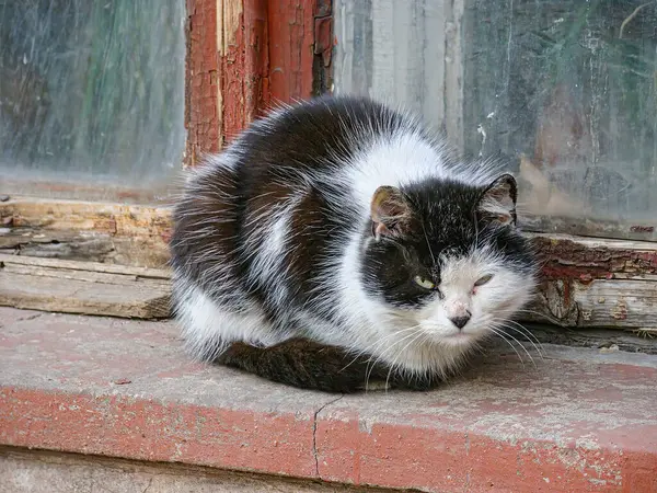 Samimi, doğal, siyah ve beyaz kedi fotoğrafı kedinin kafasında, sırtında ve kuyruğunda koyu lekeler ve gözleri, kulakları, göğsü ve pençeleri etrafında açık renk lekeler vardır.