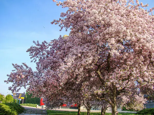 Görüntü, pembe-mor çiçekleri olan bir ağaca işaret ediyor, muhtemelen ilkbahar veya yaz başında açık mavi gökyüzü arkaplanı iyi hava koşullarını gösteriyor