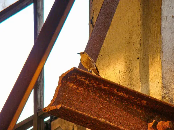 Küçük bir kuş, kısmen endüstriyel bir ortamda eski bir metal yapıya tünemiş, tuğla ve paslı kirişlerle kuşun yüzleri sağa, tetikte ya da dikkatli, sıcak ışık altında.