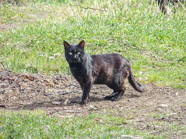 Islak, siyah bir kedi çimen bantlarıyla çamurlu zeminde duruyor, sağa ya da kamera dışı konuya bakıyor, yeşil ve kahverengi toprak ipuçları veriyor.