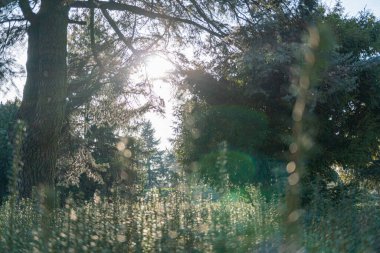 Güneşli ağaçların altında sakin, doğal güzellikte bir açık hava sahnesi rahatlama ve gençleşme hissi uyandırıyor.