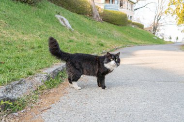 Beyaz, siyah ve gri kürklü bir kedi, sakin bir doğa ortamında asfalt bir yolda yürüyor. Görüntü rahatlama, arkadaşlık ya da boş aktiviteler hissi veriyor.