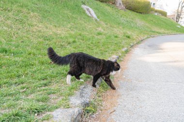 Siyah-beyaz bir kedi, şehir, yol kenarında hareket halinde, muhtemelen atlıyor ya da yürüyor. Ortam çimenli ve asfalt yolu olan bir park ya da yerleşim alanıdır.