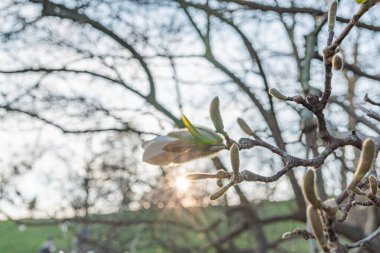 Gün doğumunun altında tomurcuklanan bir elma ağacının yakın plan çekimi, çiçek açan yapraklara ve organik ürünleri, tarımı, doğayı, yaşam tarzını pazarlamak için uygun dokulu dallara odaklanmayı vurguluyor.