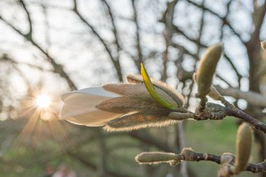 Aydınlatılmış bir çiçek tomurcuğunun yakın plan görüntüsü yeni büyümeyi, güzelliği ve organik cazibeyi simgeliyor.