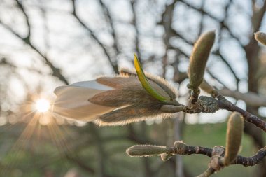 Çiçek açan çiçek tomurcuklarının yakın plan görüntüsü gündoğumu ışığında bir ağaç zeminine karşı yıkanmış, muhtemelen bir meyve bahçesi tazeliği, yenilenmeyi ve doğal güzelliği taşır.