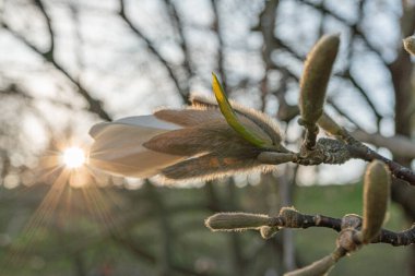 Yumuşak, nemli yeşillik ve günışığı ufkunun zemininde bir elma çiçeğinin yakın plan görüntüsü, tazelik, canlılık ve yenilenmeyi öneriyor.