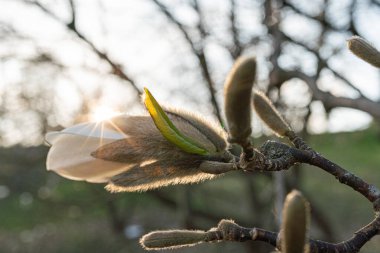 Çiçek açan bir ağaç dalına yakın plan, merkezi yeşil ve sarı tomurcukların etrafında narin beyaz yapraklar, yeni büyüme ve sükuneti simgeliyor.