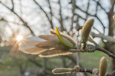 Narin çiçekleri olan bir ağacın yakın plan görüntüsü, yumuşak ve sakin bir bahar havası, çiçek reklamı kampanyaları ya da düğünler gibi etkinlikler için uygun.