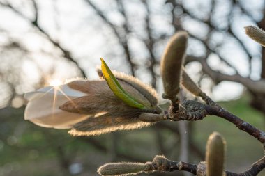 Kiraz çiçeklerinin tam çiçek açması, narin yapraklar, görünür erkek organlar, ve erken bahar ağaçlarının arka planına doğru uzanan ergenlik, güneş ışığını oluşturur.