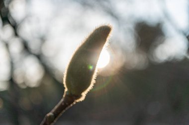 Görüntü, güneş ışığının filtrelediği bir dalda büyümeyi ve yenilenmeyi simgeleyen yeni bir tomurcuğun açıldığını gösteriyor.